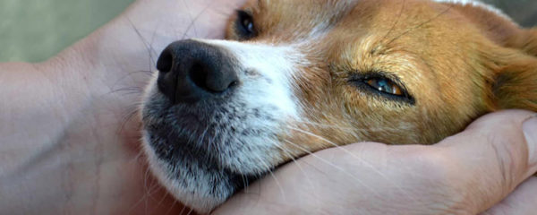 adoption chien